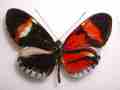 Heliconius UNID (bilateral gynandromorph) (Internet Image property of respective owner, non-commercial use only)